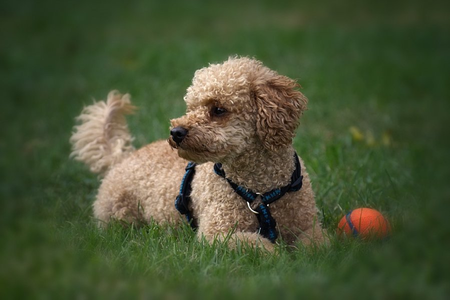 rattan hundebett Hundebett aus Rattan main image 0